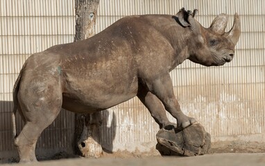 Obraz premium Side view of brown realistic rhinoceros statue by a tree