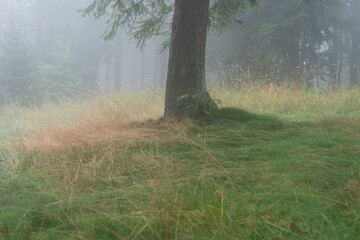 Green park on a foggy day