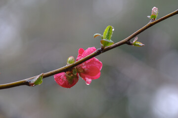 東京赤坂にある氷川神社で雨に濡れるボケの花