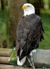 Vertical closeup shot of a Southern Bald Eagle perched on a wood in a park