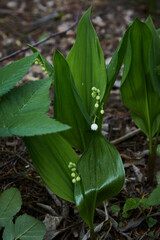 The first lilies of the valley in the forest