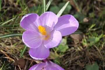 Closeup of a purple crocus flower.