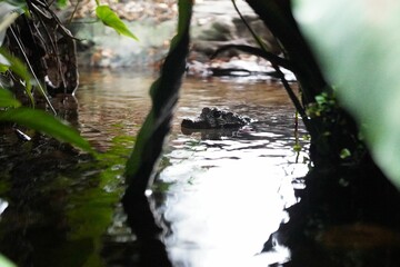 Small alligator lurking in the water hidden by the forest.