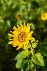 Vertical shot of a vivid sunflower (Helianthus annuus)