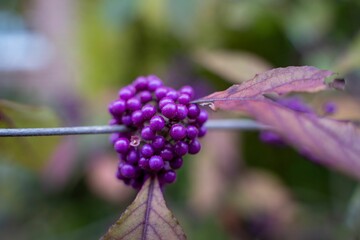 Closeup shot of beautyberry on blurred background