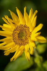 Closeup of a sunflower with blurred background