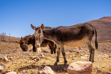 Wild Donkeys in the Quebrada de Humahuaca valley, Jujuy, Argentina