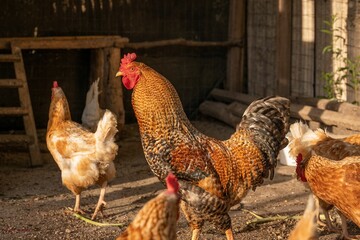 Rooster and group of hens in the farm