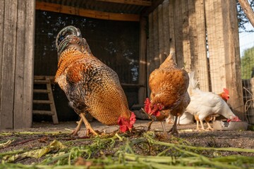 Closeup of a chicken and a rooster eating grass against blurred hens on background