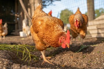 Closeup of a chicken eating grass against blurred hens on background