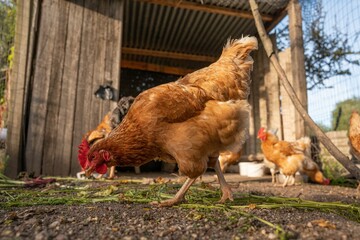 Closeup of a chicken eating grass against blurred hens on background