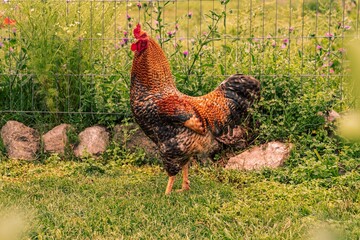 Closeup of a rooster in a park against a metallic  fence