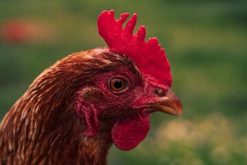 Closeup of the head of a rooster in a park against blurred background