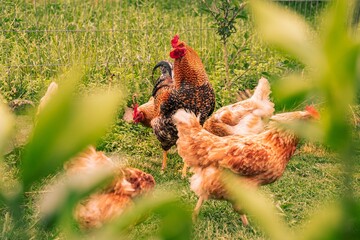 Closeup of a rooster with hens in a park against blurred background