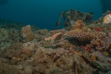 Torpedo sinuspersici On the seabed  in the Red Sea, Israel
