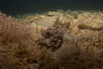 Fish swimming in the Red Sea, colorful fish, Eilat Israel
