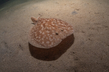 Torpedo sinuspersici On the seabed  in the Red Sea, Israel
