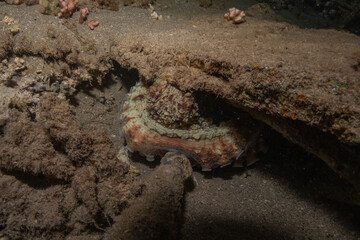 Fish swimming in the Red Sea, colorful fish, Eilat Israel
