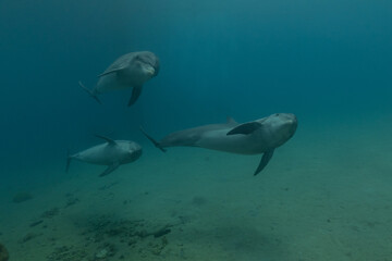 Fototapeta premium Dolphin swimming in the Red Sea, Eilat Israel 