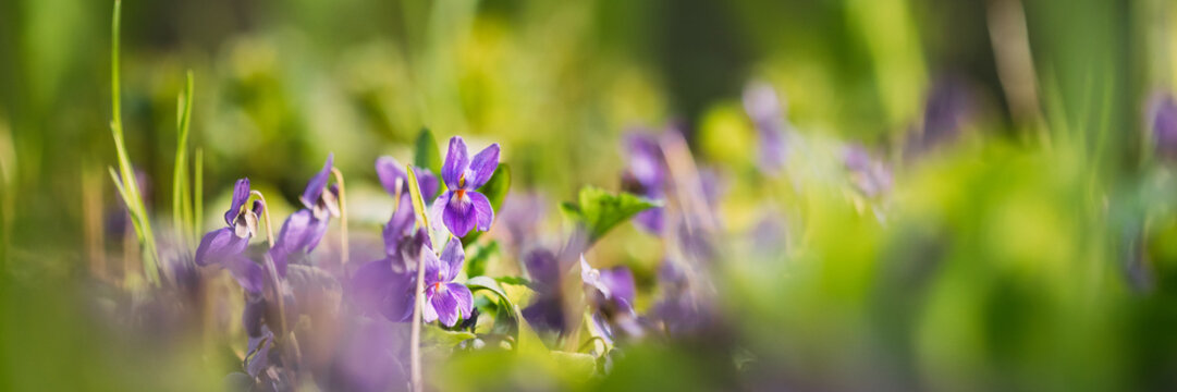 Beautiful Flowers Viola Odorata. Flowering Blooming Plant In Viola Family. Native To Europe And Asia. Background Nature Abstract Natural Green Bokeh. Summertime Background.