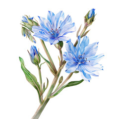 Cichorium intybus watercolor illustration, herb, plant, flower - obrazy, fototapety, plakaty