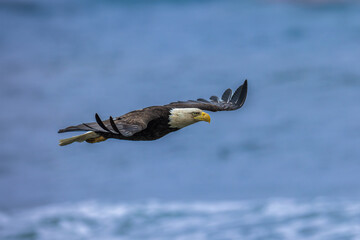 american bald eagle soaring against clear blue alaskan sky