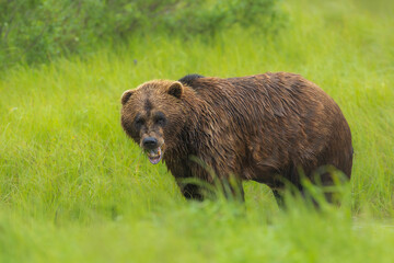 Coastal Brown Bears, Big brown bear (Ursus arctos) in the mountain, Alaska