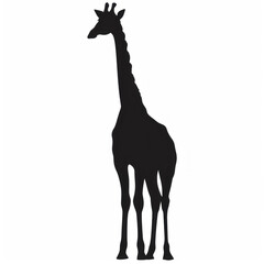Giraffe silhouette , black and white, isolated on a white background