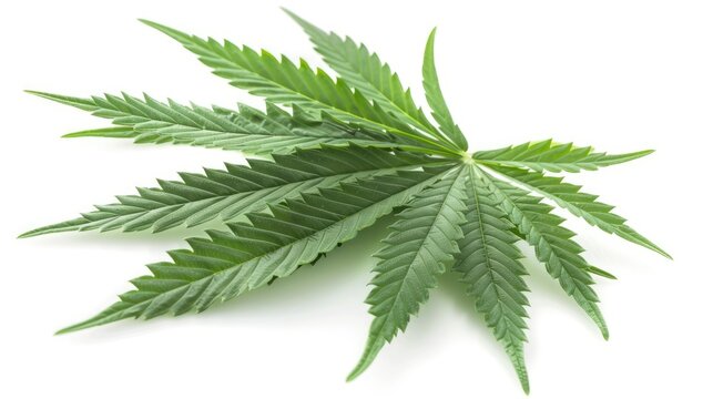 Convey the notion of healing through an image of a green ganja leaf isolated against a white background