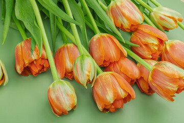 Bright orange tulips on a pastel green background. Festive concept for Mother's Day or Valentine day