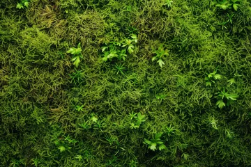 Fotobehang Detailed view of a wall completely covered in thick moss, showcasing the vibrant green colors and textures © koala studio