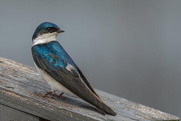 Tree Swallow perched on birdhouse