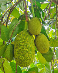 baby green jackfruit on tree