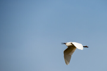 A Little Egret (Egretta garzetta) flies through the sky with its tongue hanging out in the late afternoon warm sunshine