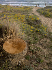 Obraz premium Persona mirando al mar desde el final de un sendero de arena