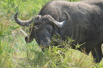 African cape Buffalo in Hluhluwe imfolozi game reserve