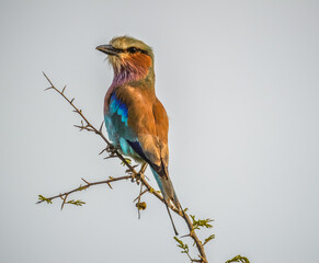 African lilac breasted roller (fork-tailed roller, lilac-throated roller, Mosilikatze's roller) is national bird of Kenya , isolated and perched on a tree