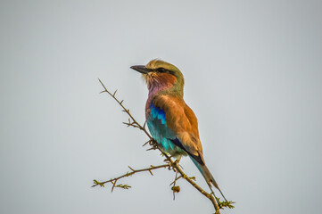 African lilac breasted roller (fork-tailed roller, lilac-throated roller, Mosilikatze's roller) is...