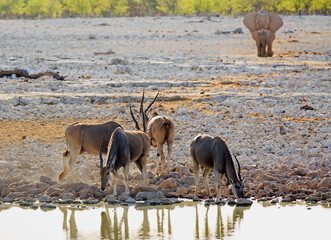 Eland drinking at a waterhoe with two elephants coming in from behin