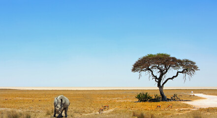 Acacia Tree with Etosha Pan in the distance with a few springbok feeding on the dry yellow african plains