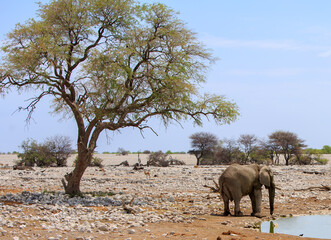 African Elephant standing next to a waterhole with a large green lush tree in the foreground