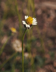 grass flower in meadow field