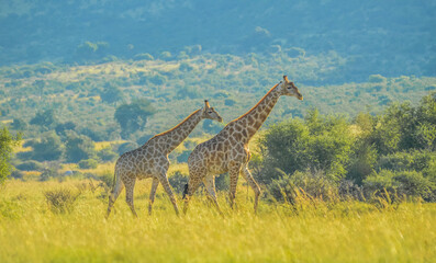Authentic true South African safari experience in bushveld in a game reserve