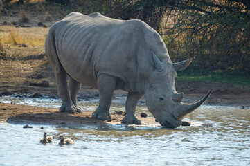 White Rhinoceros in pilanesberg national park