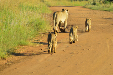 Lioness mother and cute cubs walking to the pride in Kruger national park