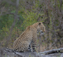 Leopard a big five during safari in Kruger national park