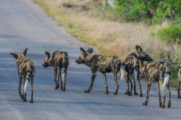 Endangered African wild dog during safari in kruger