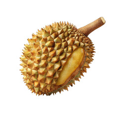 durian isolated on white background