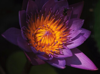blooming lotus flower in garden