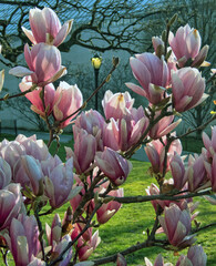 Magnolia tree in bloom in early spring - 774123163